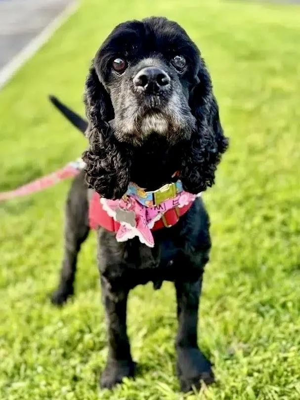 An adult small-sized male Black Cocker Spaniel dog named Cory for adoption in South San Francisco, CA