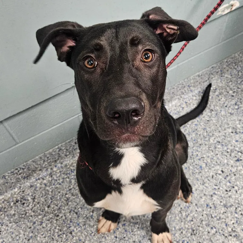 A young large-sized male Black Labrador Retriever dog named Pickle Rick for adoption in Greenville, SC