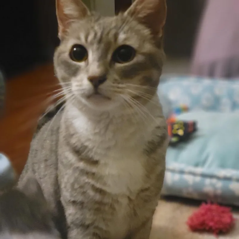 A baby small-sized female Gray / Blue / Silver Domestic Short Hair cat named Stilettos for adoption in Los Angeles, CA