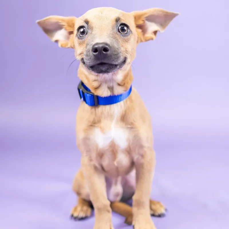 A young small-sized male Yellow / Tan / Blond / Fawn Chihuahua dog named Riff Raff for adoption in Portland, OR