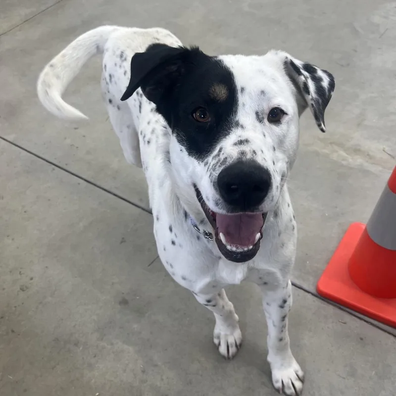 An adult large-sized male White / Cream Mixed Breed dog named Apollo for adoption in Bismarck, ND