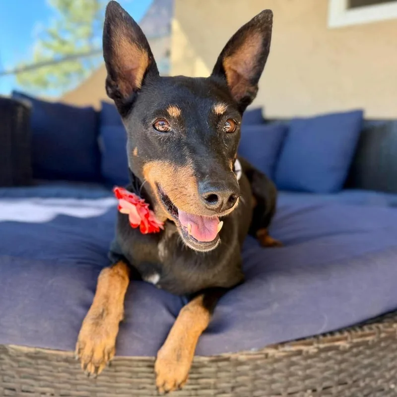 A senior medium-sized female Black Manchester Terrier dog named Josie Jade for adoption in Ramona, CA