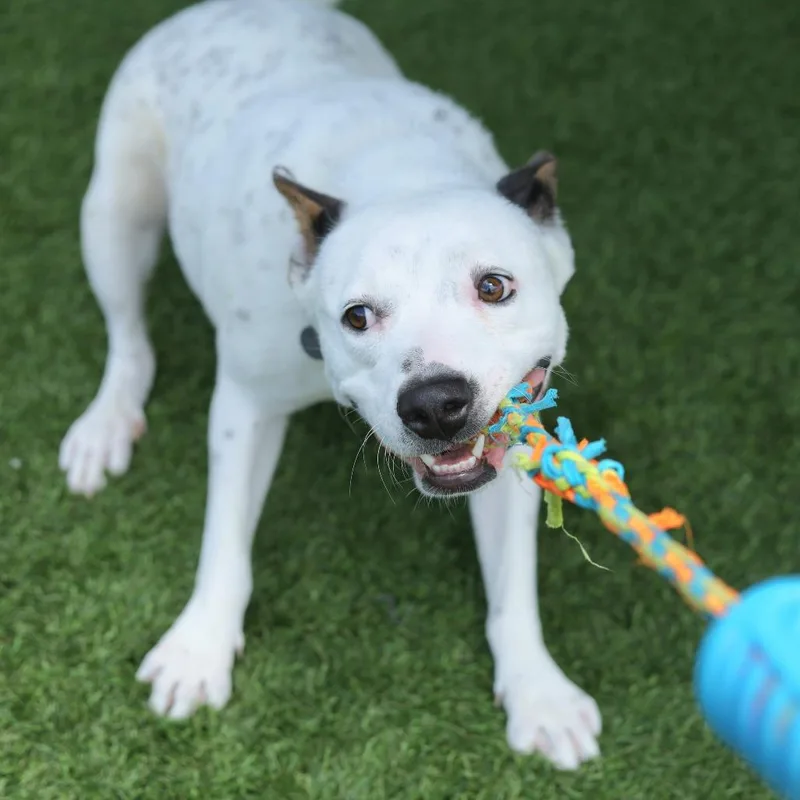 An adult medium-sized male White / Cream Australian Cattle Dog / Blue Heeler dog named Adidas for adoption in Evansville, IN