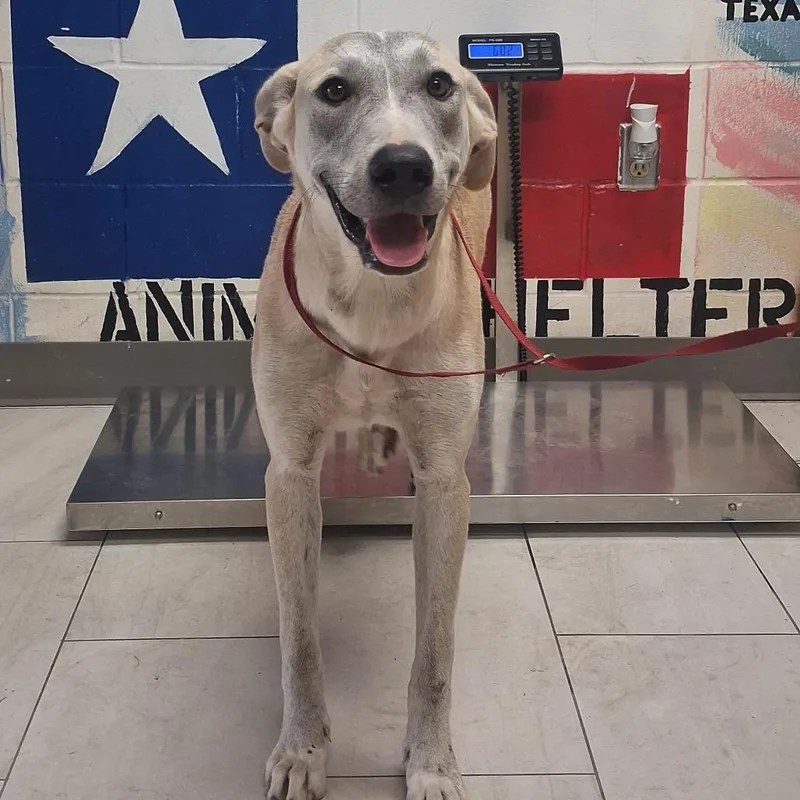 An adult large-sized female Yellow / Tan / Blond / Fawn Black Mouth Cur dog named Ladybug for adoption in Lufkin, TX