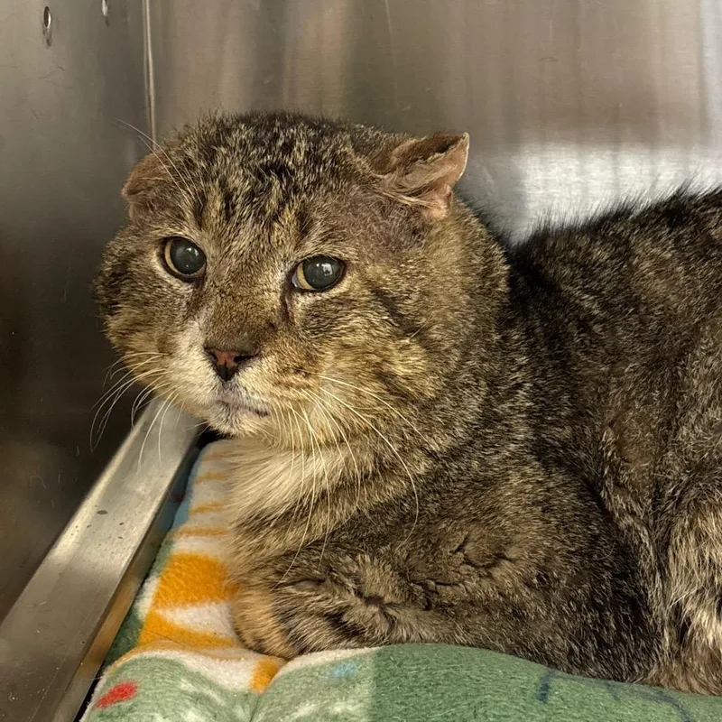 A senior large-sized male Brown / Chocolate Domestic Short Hair cat named Ghoul for adoption in Springfield, IL