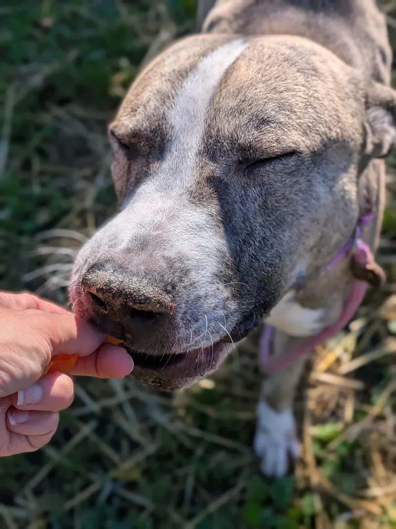 An adult medium-sized male Brindle Pit Bull Terrier dog named Hobart for adoption in Chicago, IL