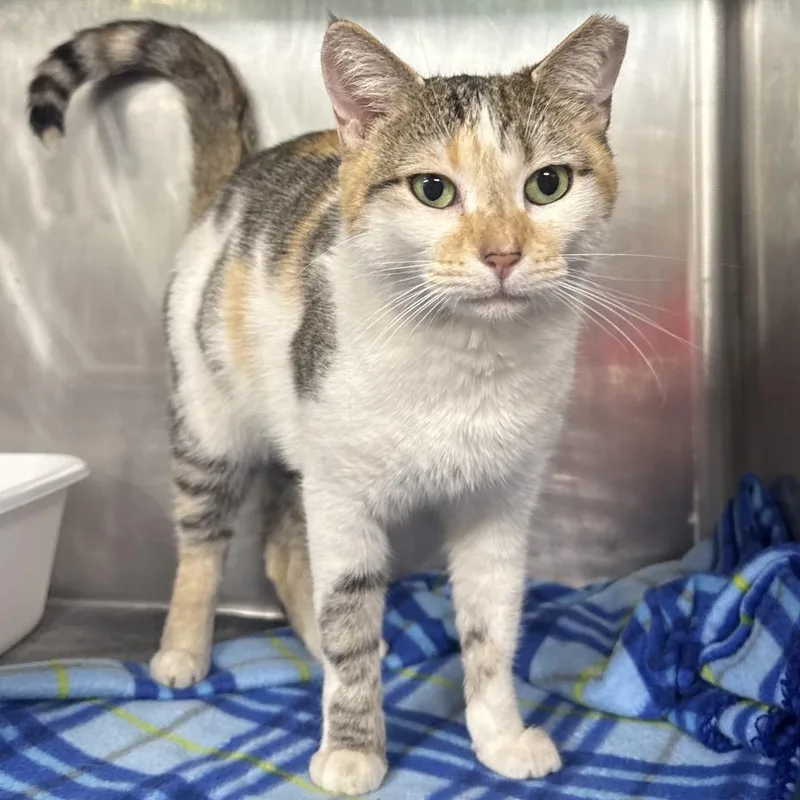 An adult medium-sized female Calico Domestic Short Hair cat named Princessa for adoption in Boston, MA