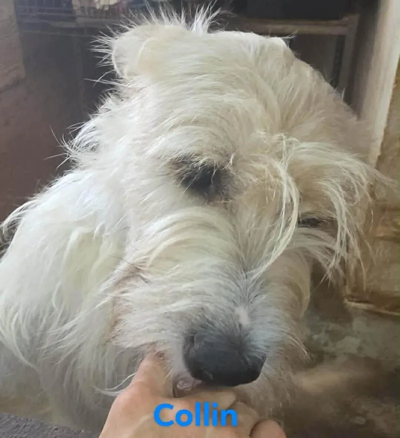 A young medium-sized male Giant Schnauzer dog named Collin for adoption in Windsor, CO