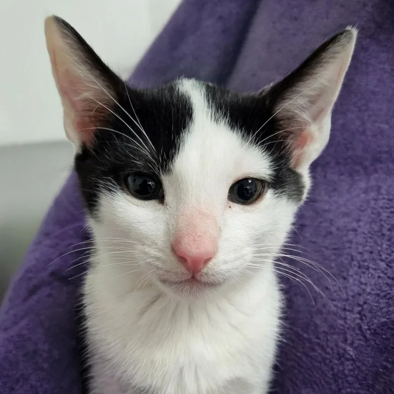 A baby small-sized male White Domestic Short Hair cat named Talk Soon for adoption in Austin, TX