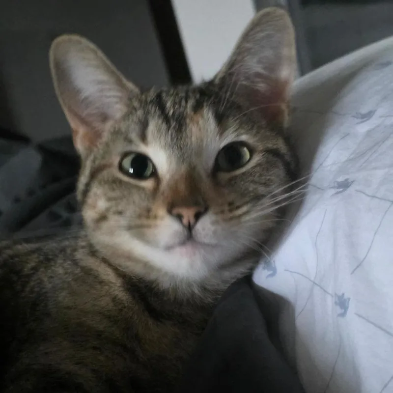 A young medium-sized female Brown / Chocolate Domestic Short Hair cat named Nala for adoption in Chicago, IL