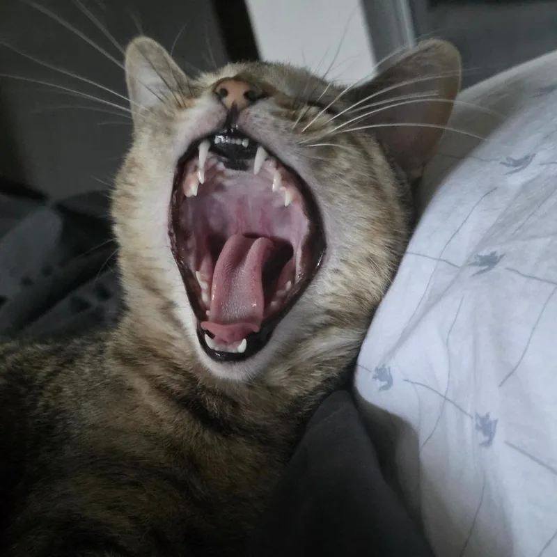 Nala thumbnail 2