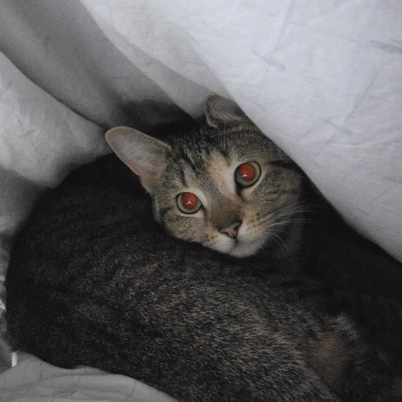 Nala thumbnail 3
