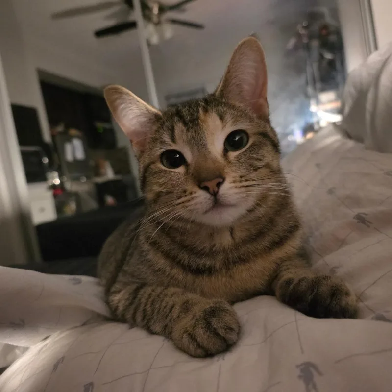 Nala thumbnail 4