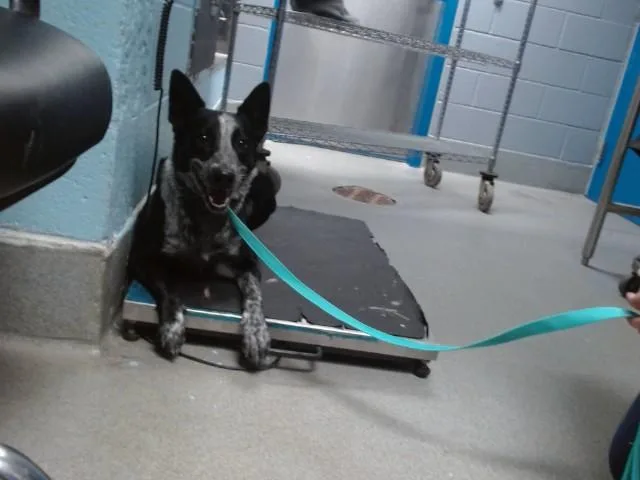 A young medium-sized female Australian Cattle Dog / Blue Heeler dog named Chiquita for adoption in Albuquerque, NM