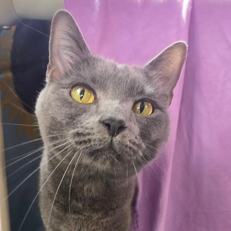 An adult medium-sized male Gray / Blue / Silver Domestic Short Hair cat named Beerus for adoption in Hendersonville, NC