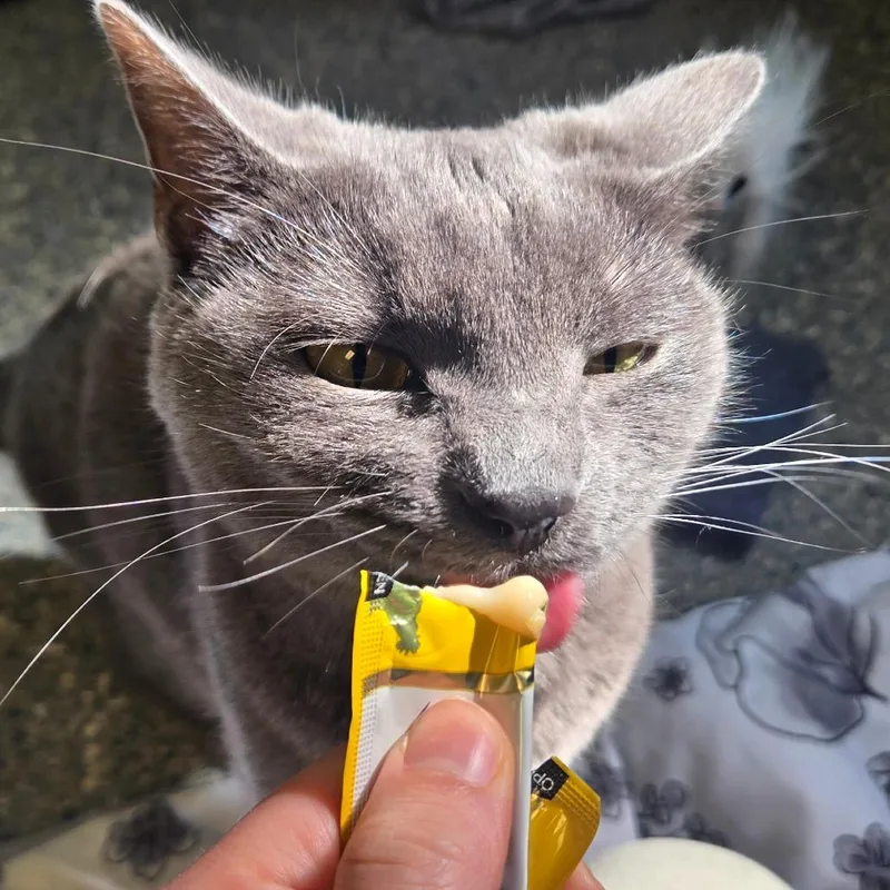 Beerus thumbnail 4
