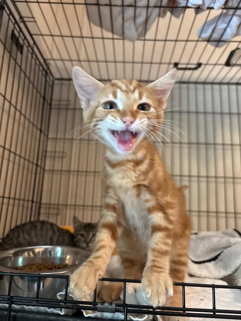 Orange Boy