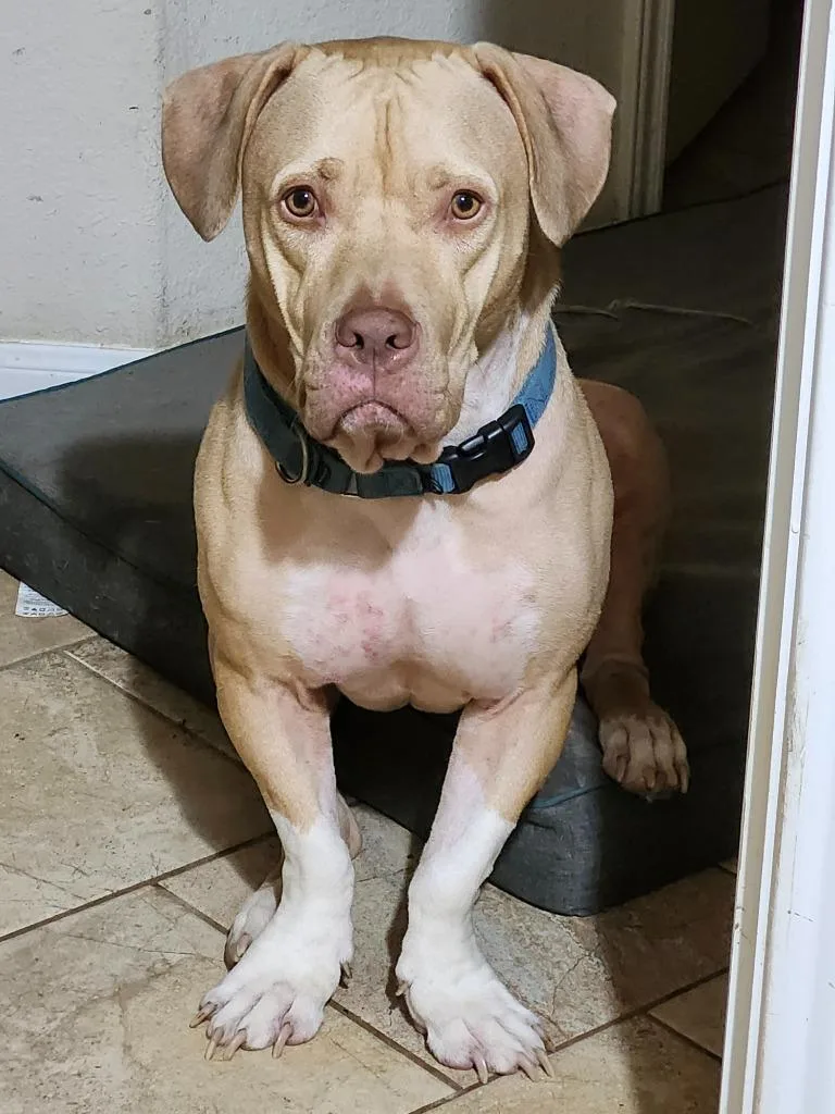 An adult medium-sized male American Staffordshire Terrier dog named Gunnar for adoption in Spring, TX