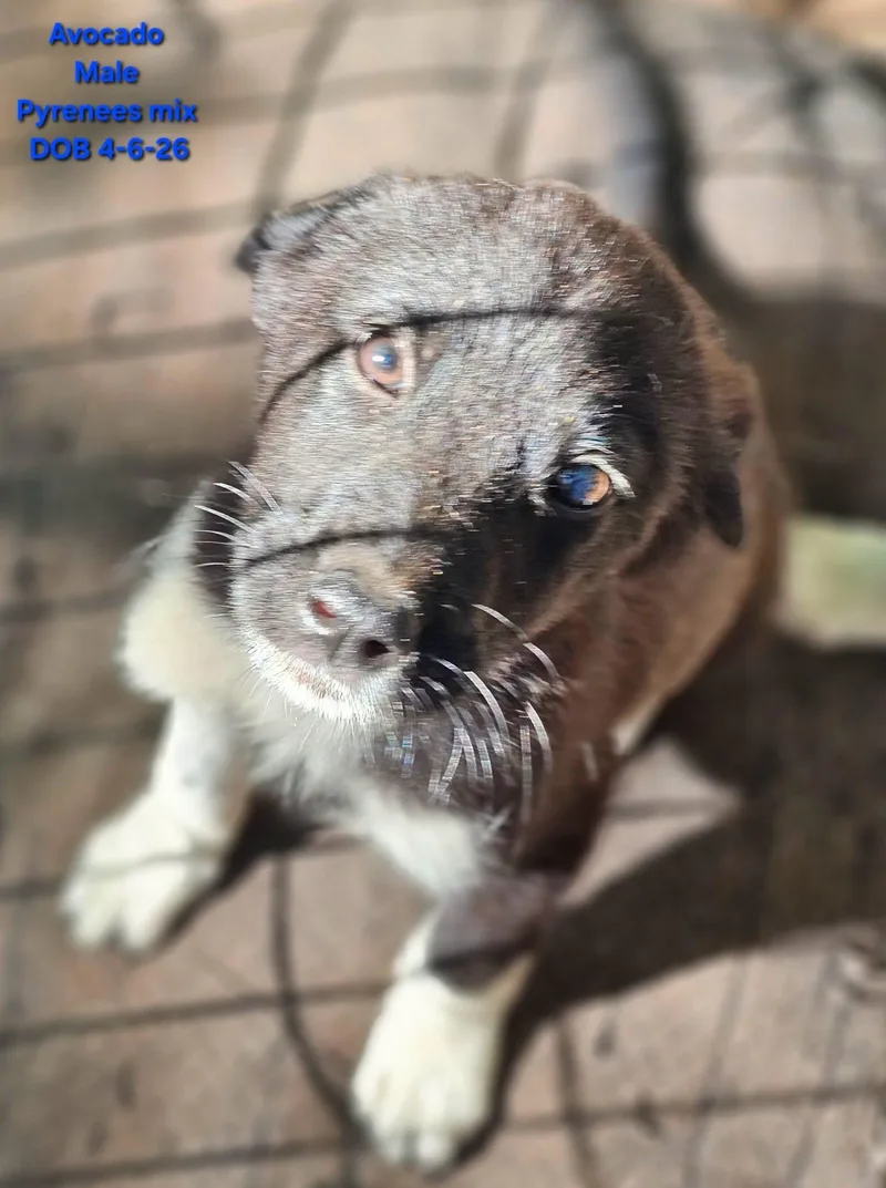 A baby medium-sized male Black Great Pyrenees dog named Avocado for adoption in Fort Payne, AL