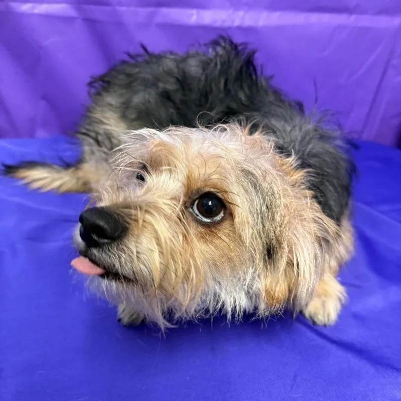 An adult small-sized male Brown / Chocolate Yorkshire Terrier dog named Dexter for adoption in North Myrtle Beach, SC