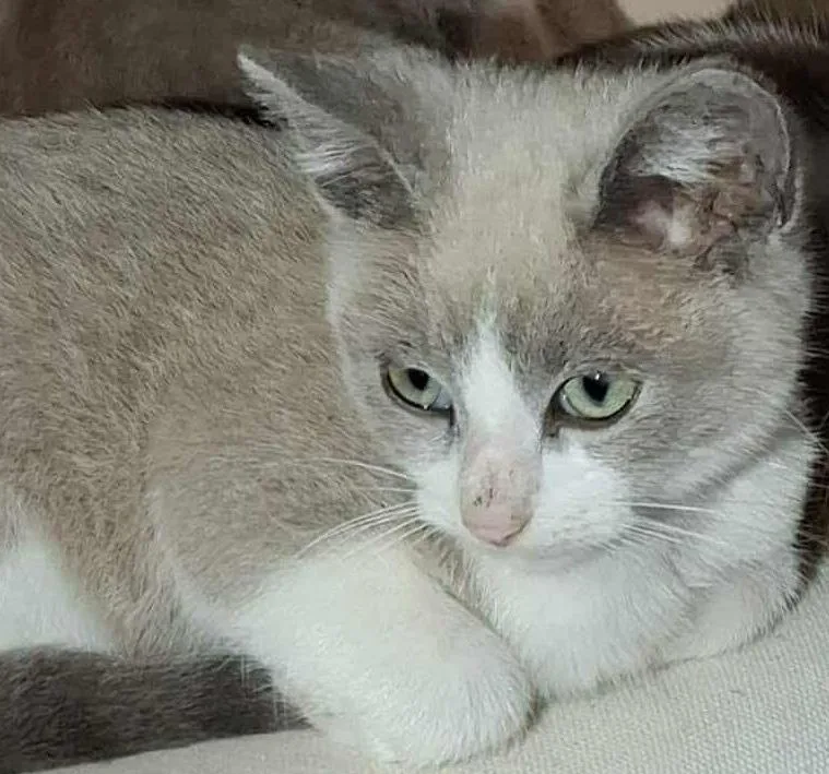 A baby small-sized male Siamese cat named Blossom for adoption in New Braunfels, TX