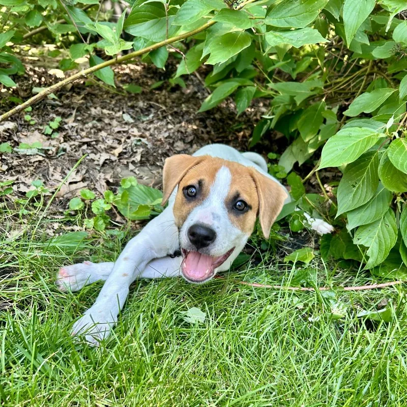 A baby small-sized female White / Cream Hound dog named Duchess for adoption in South Elgin, IL