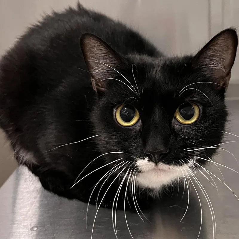 A young medium-sized female Black Domestic Short Hair cat named Shock for adoption in Washburn, MO