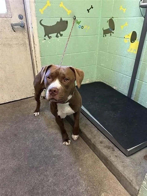 A young large-sized male Pit Bull Terrier dog named Scooter Bryan for adoption in Sacramento, CA