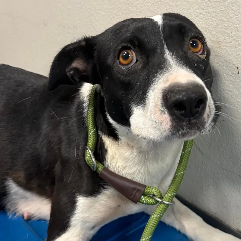 A young medium-sized female Black Mixed Breed dog named Jacqueline for adoption in Yuma, AZ