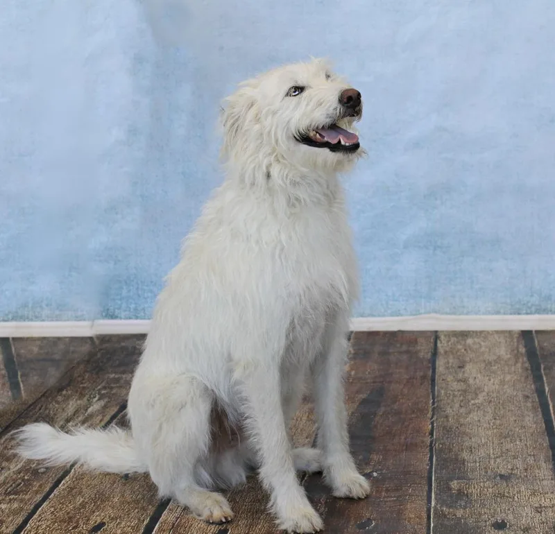 An adult large-sized male White / Cream Poodle dog named Bb for adoption in Tyler, TX