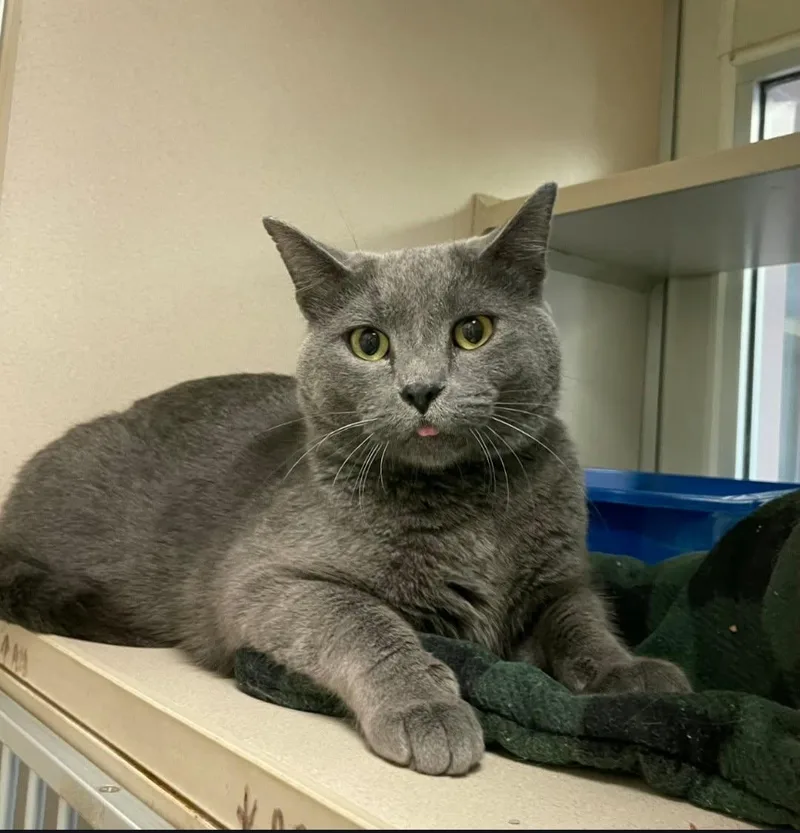 An adult medium-sized male Gray / Blue / Silver Domestic Short Hair cat named Smokey for adoption in Mansfield, OH