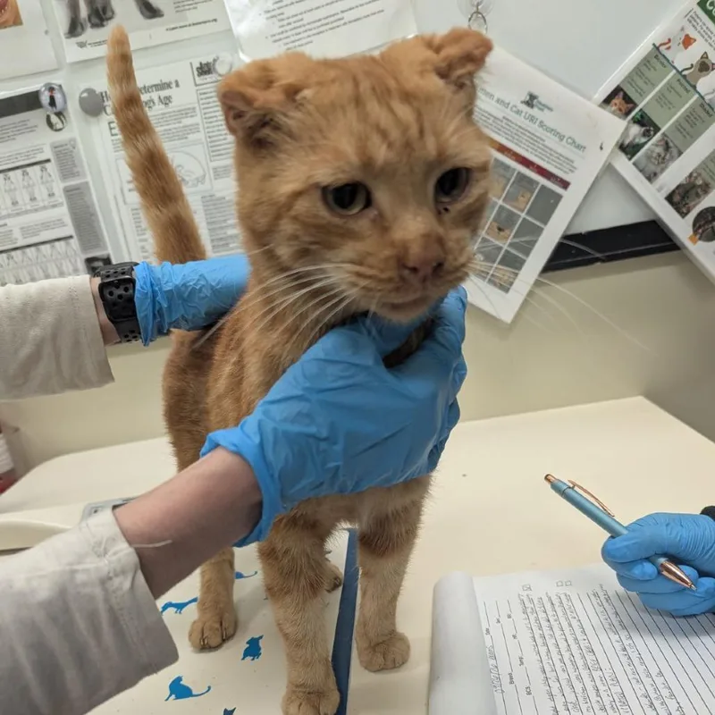 A young medium-sized male Orange / Red Domestic Short Hair cat named Curly for adoption in Lynchburg, VA