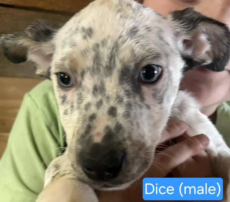 Dice thumbnail 4