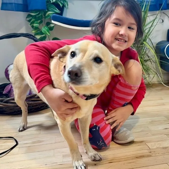 An adult medium-sized male Yellow / Tan / Blond / Fawn Carolina Dog dog named Buddy Reid for adoption in Friendswood, TX