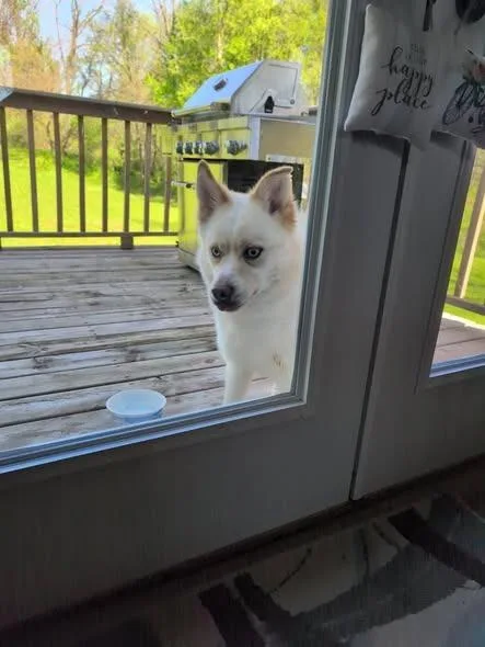 A young medium-sized male Pomeranian dog named Wiggles for adoption in Kendallville, IN