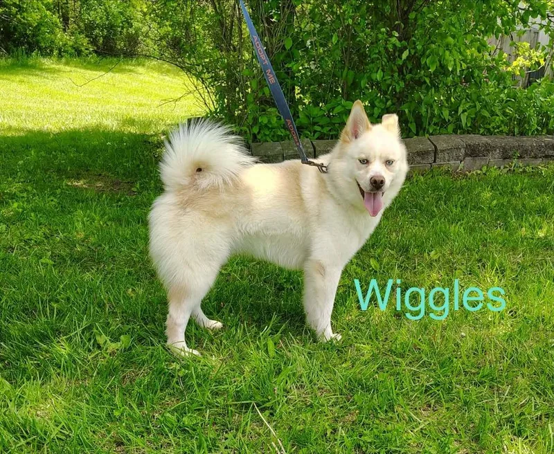 Wiggles thumbnail 2