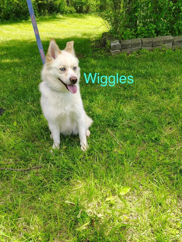 Wiggles thumbnail 3