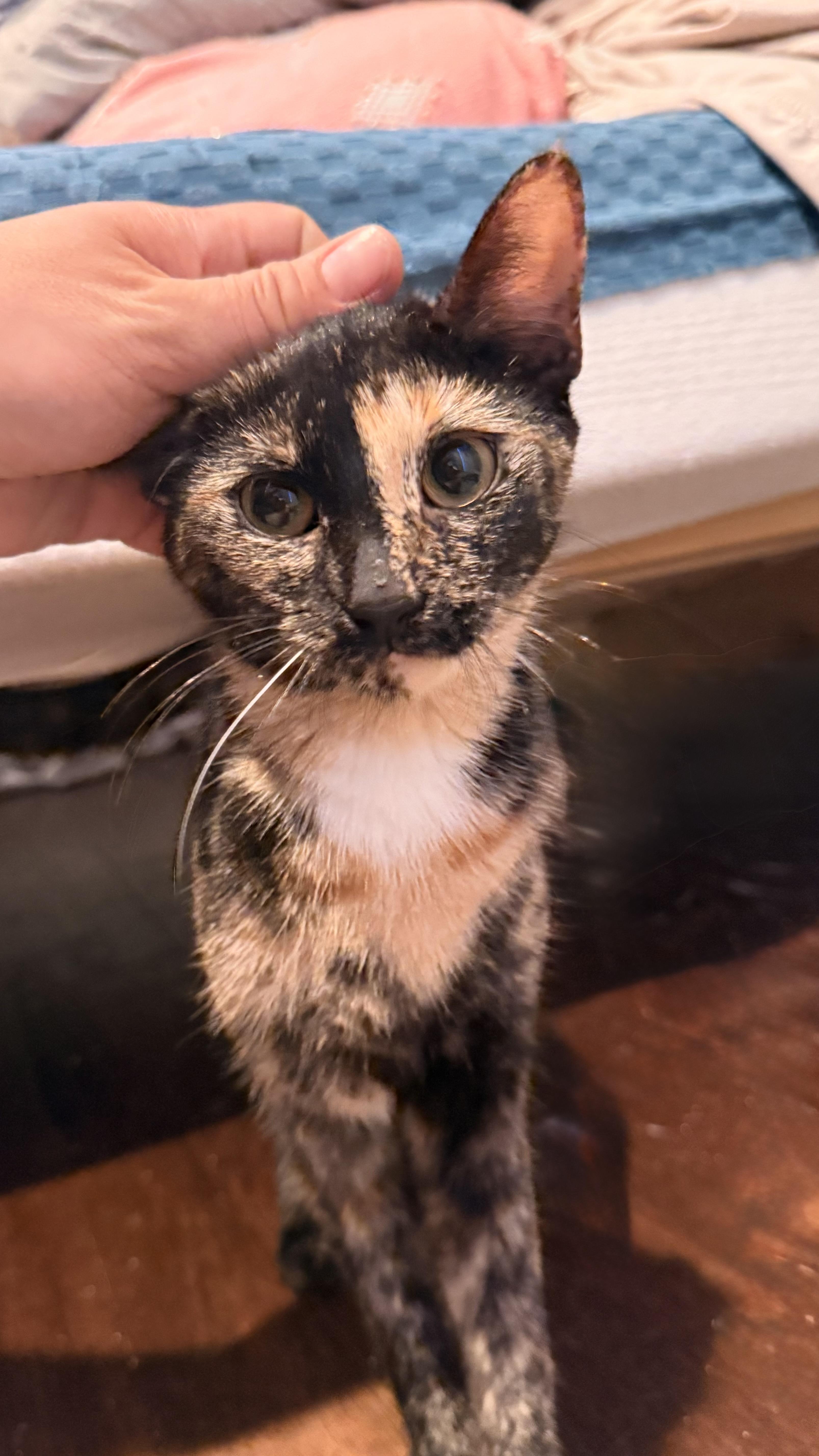 A young medium-sized female Tortoiseshell American Shorthair cat named Daylight for adoption in Philadelphia, PA