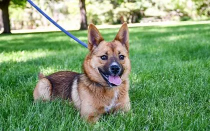 An adult medium-sized female Pomeranian dog named Belle for adoption in Yakima, WA