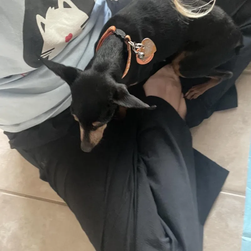 A senior small-sized female Black Miniature Pinscher dog named Gisele for adoption in Austin, TX