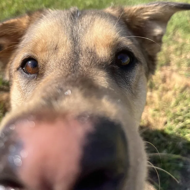 An adult large-sized male Apricot / Beige Mixed Breed dog named Arrow for adoption in Spokane, WA