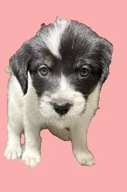 Xena