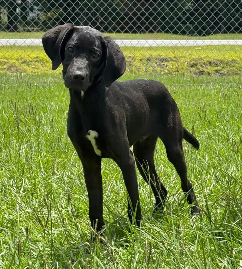 A baby medium-sized male Mixed Breed dog named Shine for adoption in Kingsland, GA