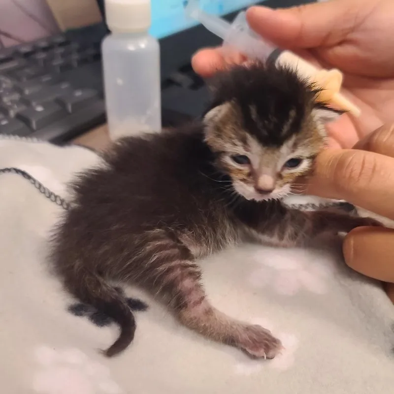 A baby small-sized female Gray / Blue / Silver Domestic Short Hair cat named Wiseman for adoption in Galveston, TX