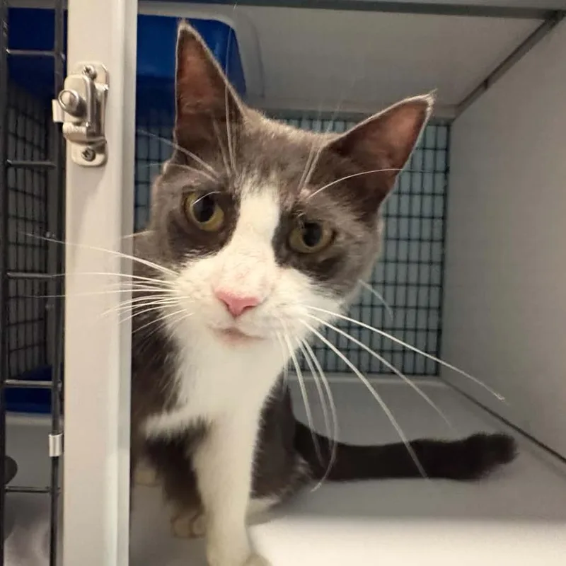 An adult large-sized male Gray / Blue / Silver Domestic Short Hair cat named Doug C for adoption in Lebanon, TN