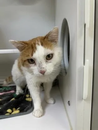 An adult medium-sized male Domestic Short Hair cat named Kuzco for adoption in Traverse City, MI