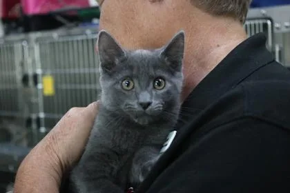 A baby medium-sized male Domestic Medium Hair cat named Pinhead Larry for adoption in Brunswick, GA