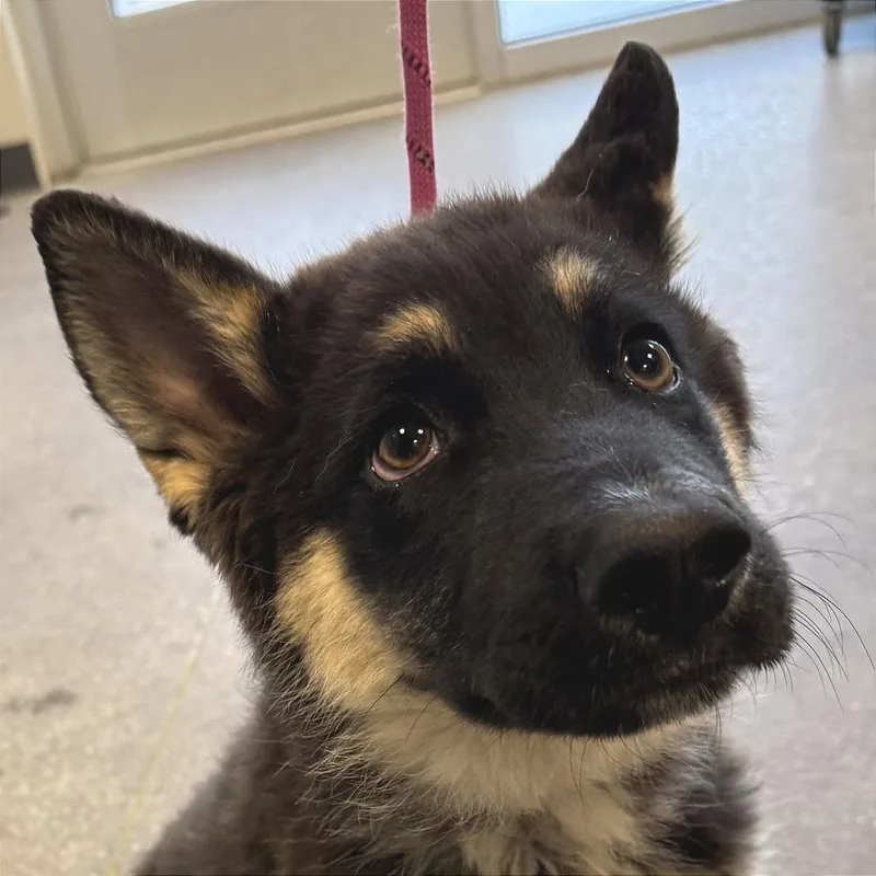 A baby small-sized male Black Mixed Breed dog named Enzo for adoption in Las Cruces, NM
