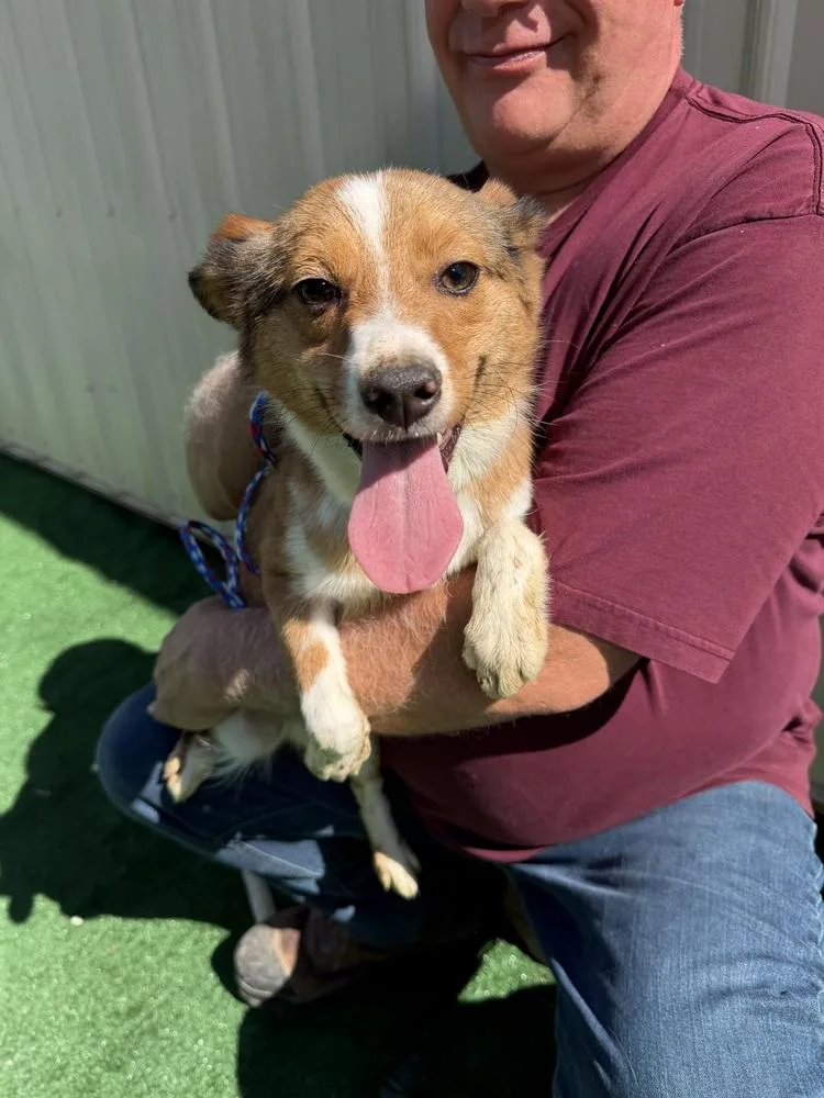 A young small-sized female Australian Shepherd dog named Sophia aka Bea for adoption in Waterloo, IL