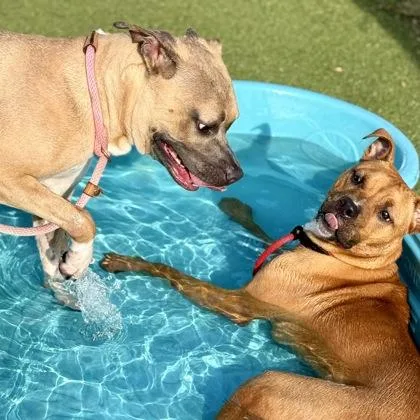 An adult medium-sized female Mixed Breed dog named Harper for adoption in Largo, FL